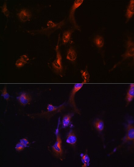 NFS1 Antibody