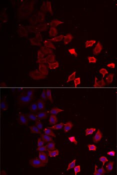 P2X4 Antibody