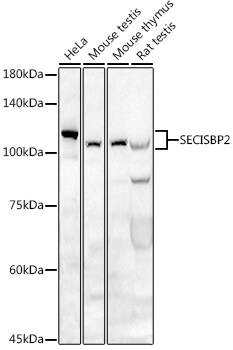 SECISBP2 Antibody