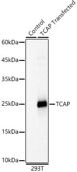 TCAP Antibody