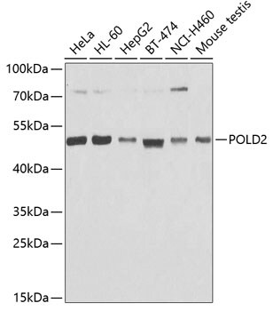 DNA polymerase delta p50 Antibody
