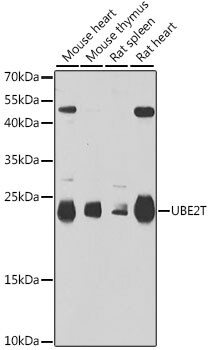 UBE2T Antibody