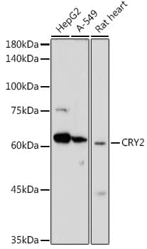 CRY2 Antibody