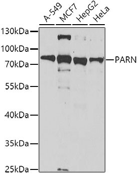 PARN Antibody