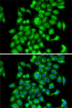 COP9 Antibody