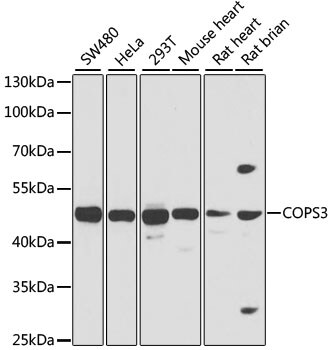 COP9 Antibody