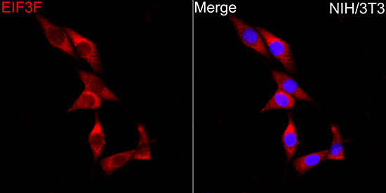 EIF3F Antibody