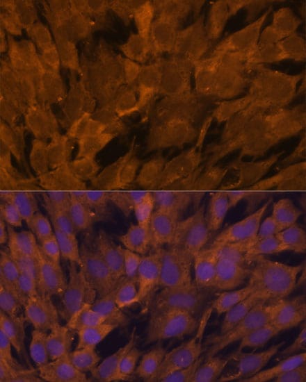 STAM2 Antibody