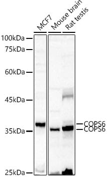 COPS6 Antibody