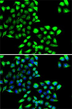 COPS6 Antibody