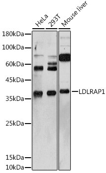 ARH Antibody
