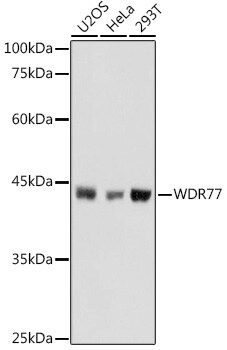 WDR77 Antibody