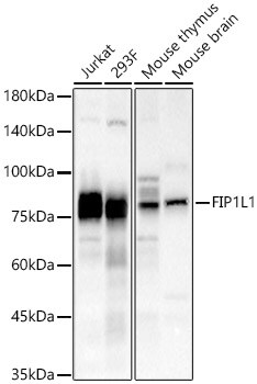 FIP1L1 Antibody