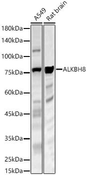 ALKBH8 Antibody