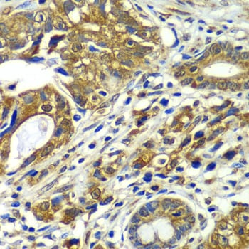 CDC16 Antibody