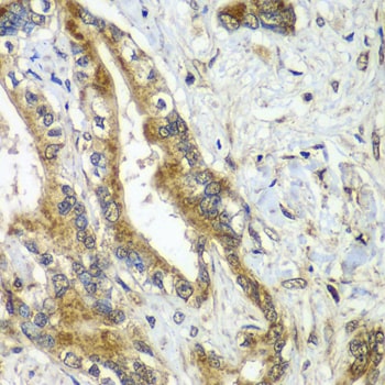 CDC16 Antibody