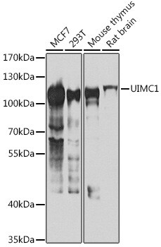 RAP80 Antibody