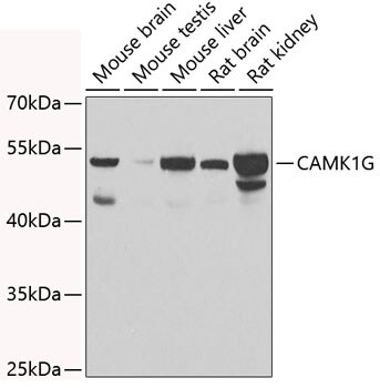 CaMKI gamma Antibody