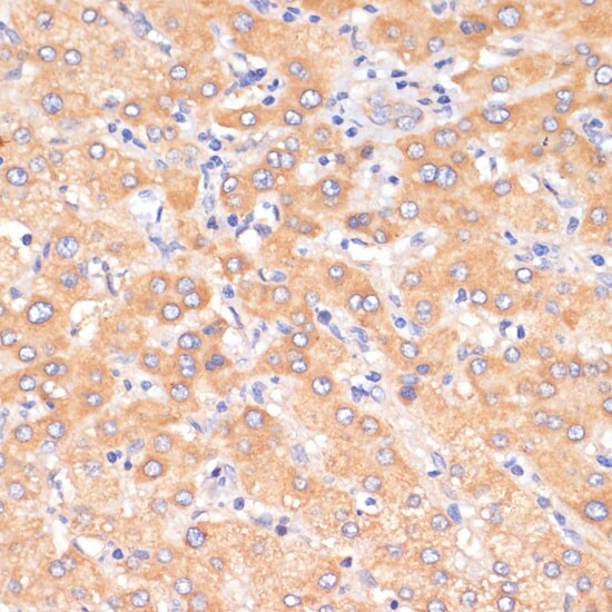 PDCD2L Antibody