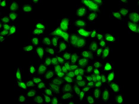 FBXO7 Antibody
