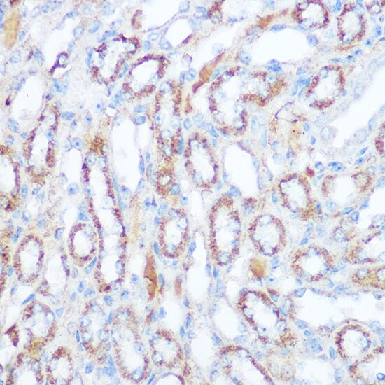 SIRT4 Antibody