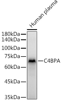 C4 binding protein A Antibody