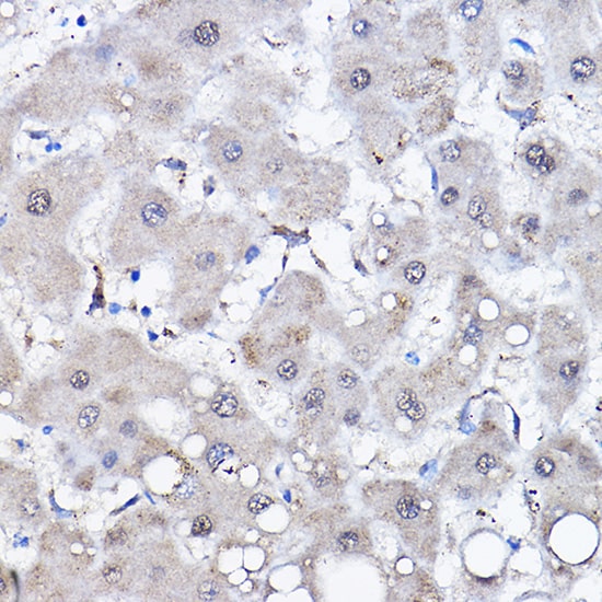 HspA6 Antibody