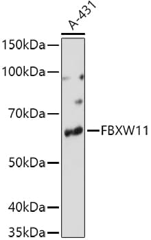 FBXW11 Antibody
