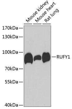 RUFY1 Antibody
