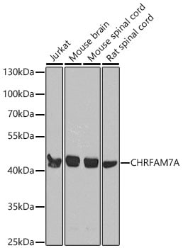 CHRFAM7A Antibody