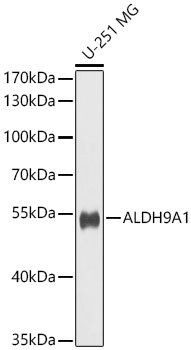 ALDH9A1 Antibody