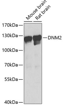 Dynamin 2 Antibody