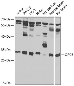 ORC6L Antibody