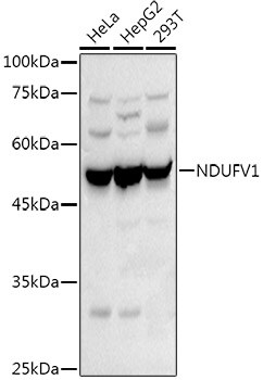 NDUFV1 Antibody