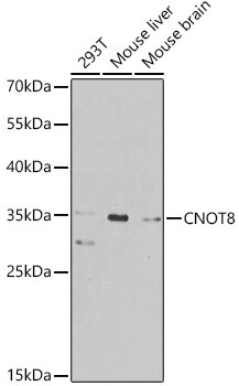 CNOT8 Antibody