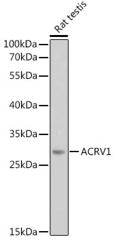 Intra Acrosomal Protein Antibody
