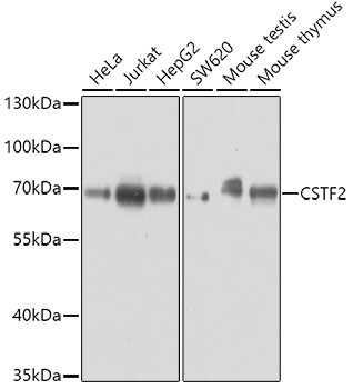 Cleavage stimulation factor 2 Antibody
