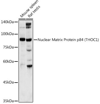hHpr1-p84-Thoc1 Antibody