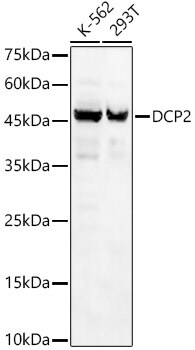 DCP2 Antibody