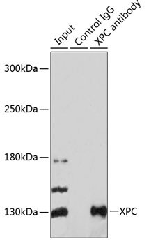 XPC Antibody