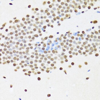 UAP56 Antibody