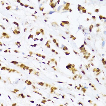 UAP56 Antibody