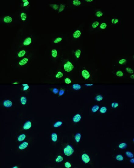 UAP56 Antibody
