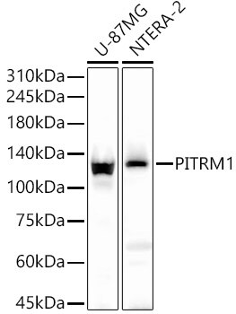 PITRM1 Antibody