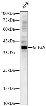 GTF3A Antibody