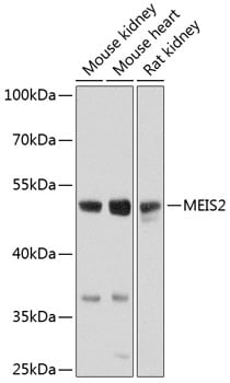 MEIS2 Antibody