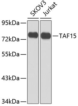 TAF15 Antibody