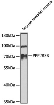 PR48 Antibody