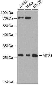 Mitocondrial Translational Initiation Factor 3 Antibody
