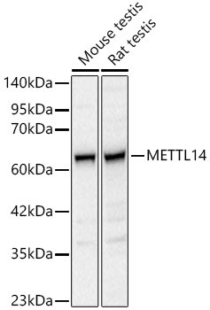 METTL14 Antibody